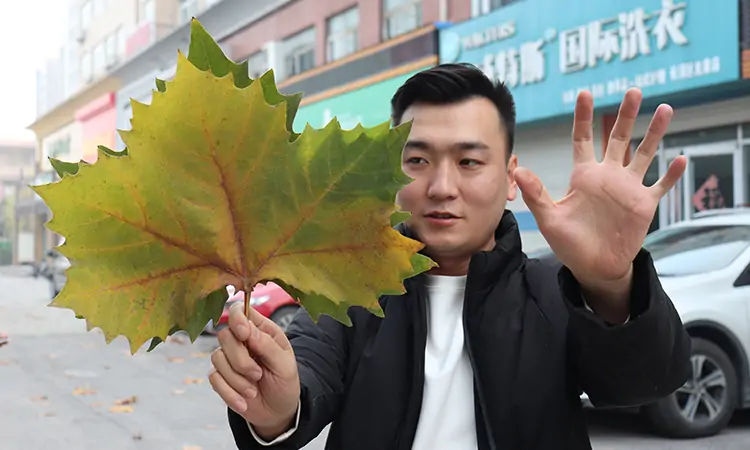 大面積吸樹葉的機器 大面積吸樹葉的機器