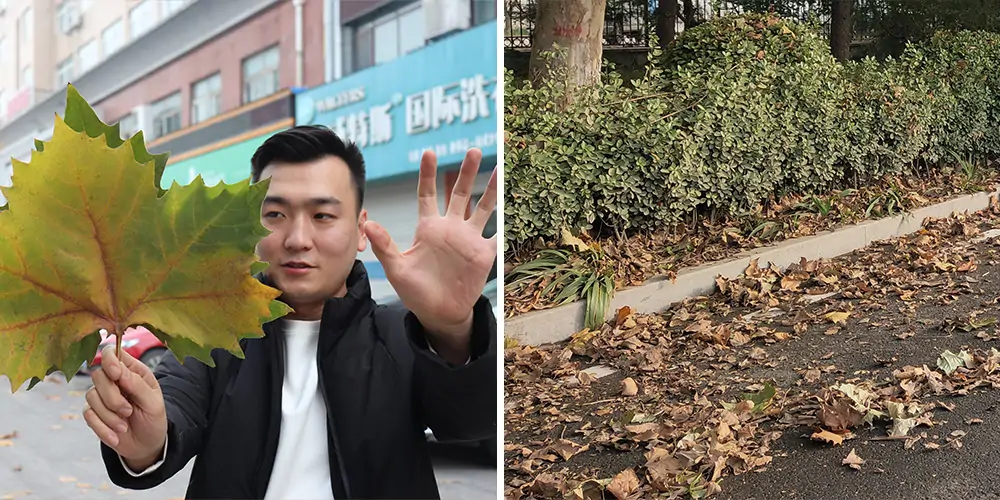 純電動(dòng)樹(shù)葉收集車(chē) 純電動(dòng)樹(shù)葉收集車(chē)