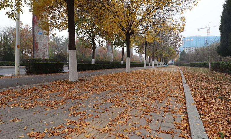 駕駛式樹葉收集車秋季落葉季節顯神通!人行道輔道落葉一清即凈