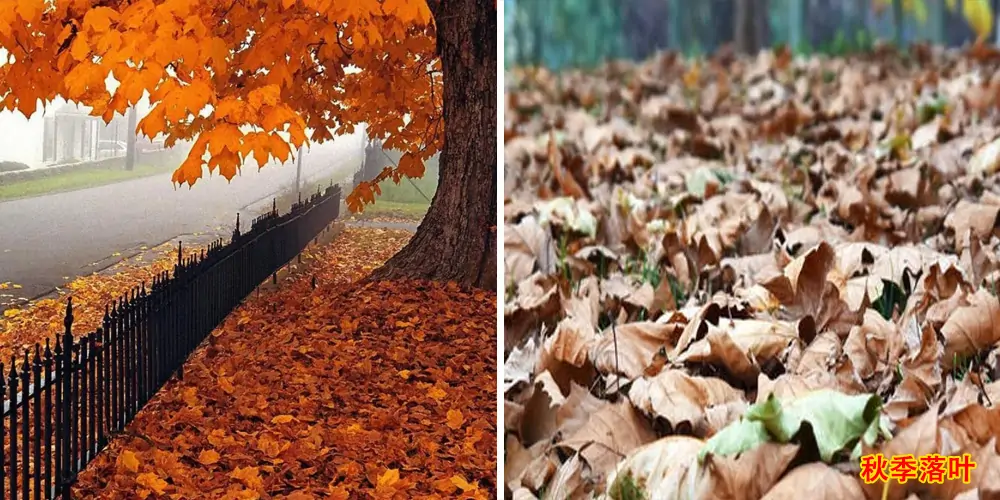 純電動樹葉收集車_多功能樹葉收集車_吸樹葉的機器_掃樹葉神器 純電動樹葉收集車_多功能樹葉收集車_吸樹葉的機器_掃樹葉神器