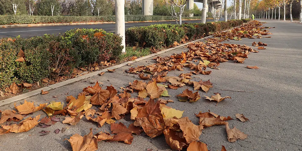 樹葉收集車 1_看圖王.jpg